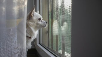 a small white dog looking out a window