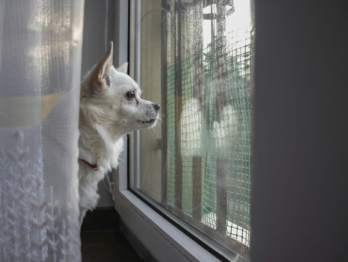 a small white dog looking out a window