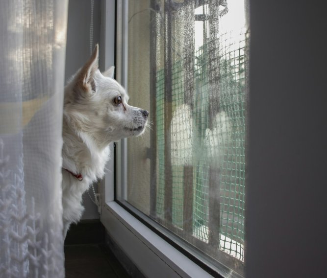 a small white dog looking out a window
